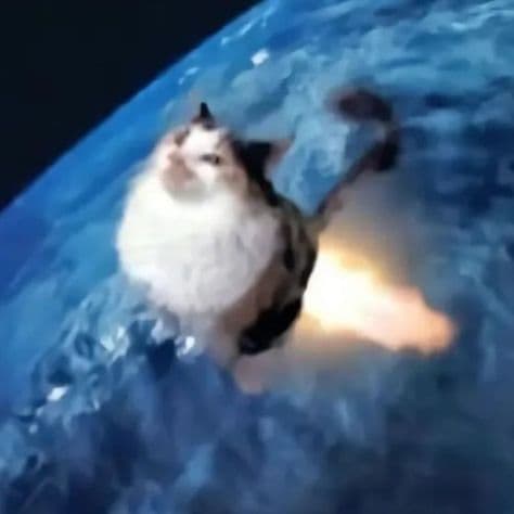 rocket cat